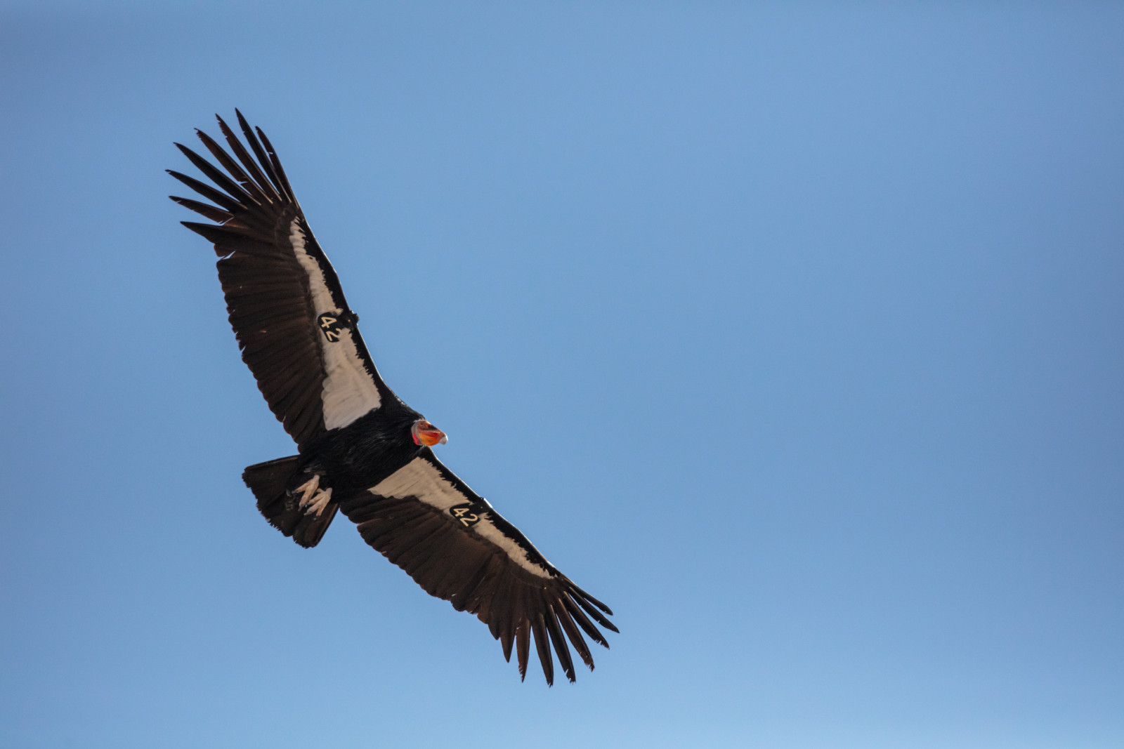 image California Condor